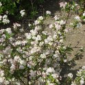 Deutzia purpurescens P1C (2)